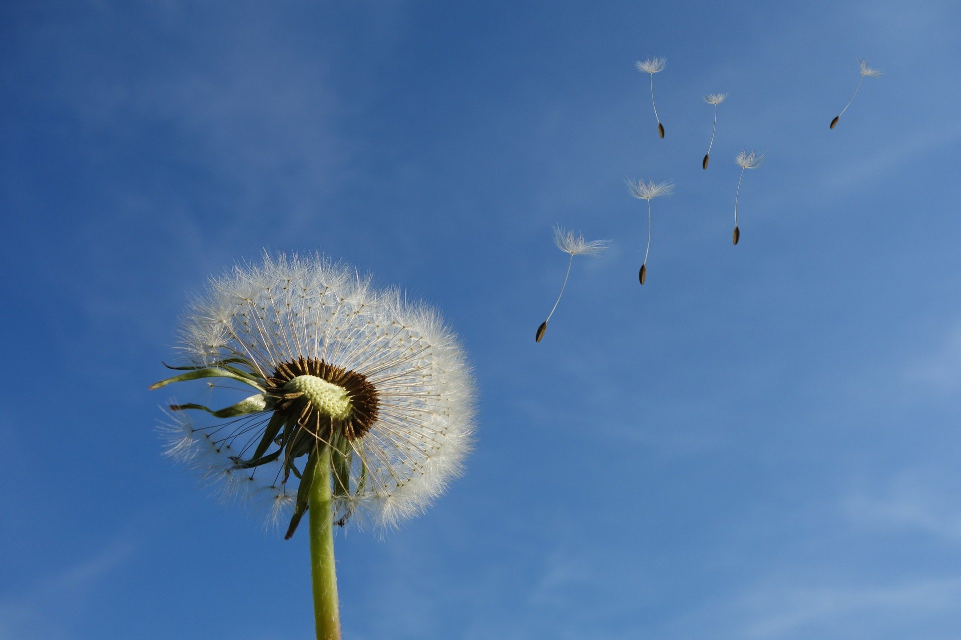 rimedi naturali allergia