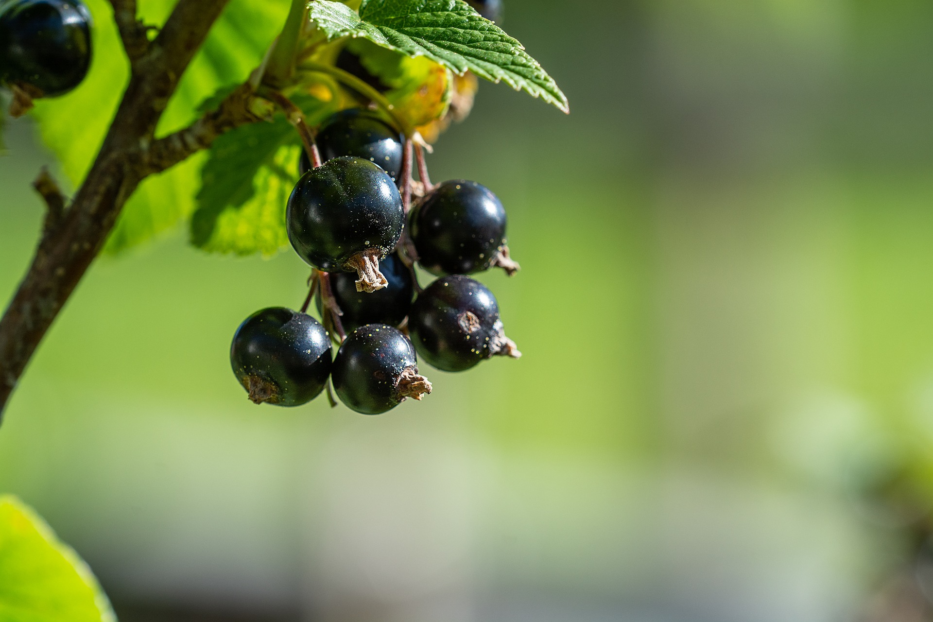 ribes nigrum antistaminico